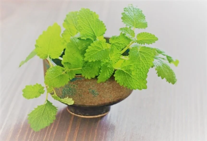 Nên khử mùi trong nhà như thế nào cho hiệu quả? 5 khu-mui-trong-nha